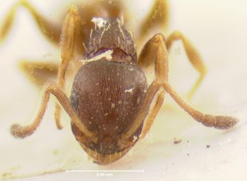 Media type: image;   Entomology 21040 Aspect: head frontal view